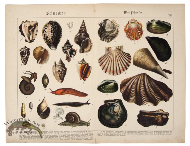 (image for) Shells Oyster Snails