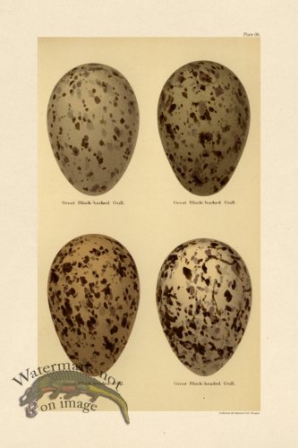 Seebohm Egg 06