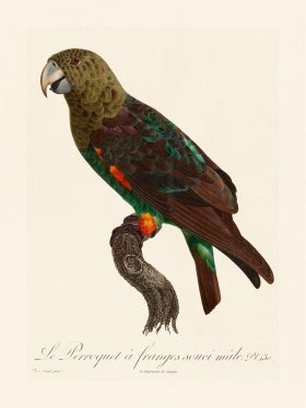 Barraband Parrot 130