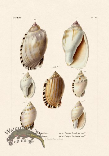 (image for) French Shell 030
