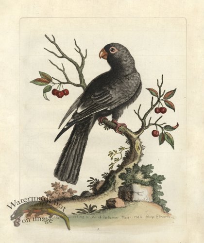 (image for) Edwards Parrot 14.jpg