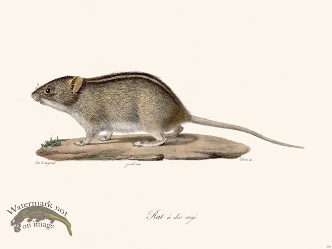 (image for) Cuvier 310 Rat With Striped Back