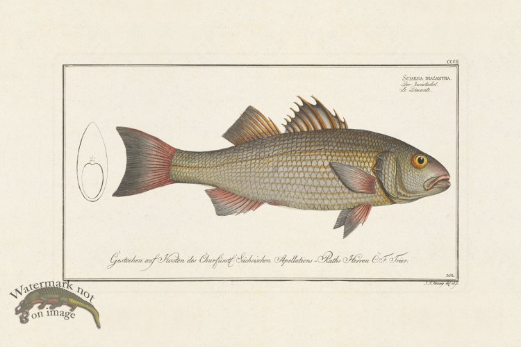 (image for) BLOCH FISH 302