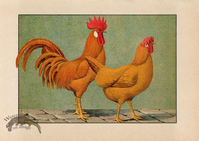 (image for) Chicken 67