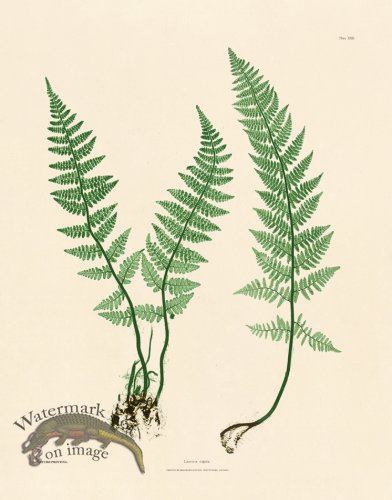 (image for) Bradbury Fern 22