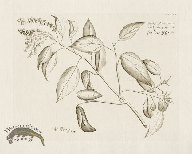 (image for) HORTUS VOl 05 22