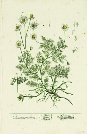 Blackwell German 236