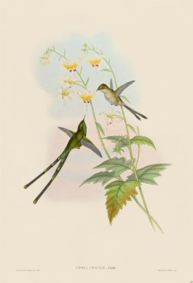 Gould Hummingbird 168