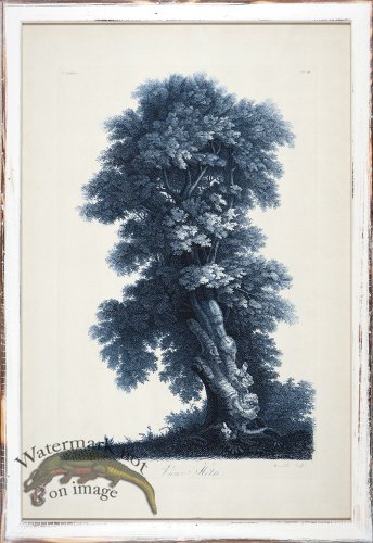 (image for) Blue Trees in Distressed White 05