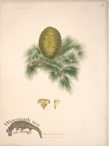 (image for) Lawson Pine Cone 07