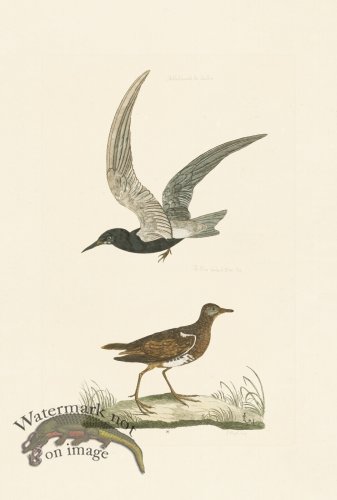 (image for) Pennant Zoology 016