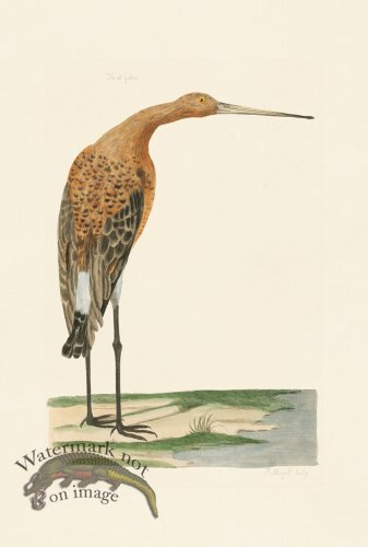 (image for) Pennant Zoology 009