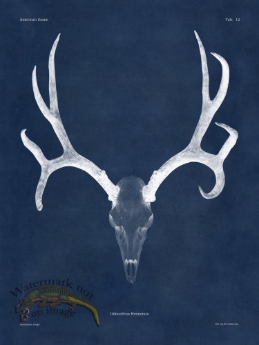 (image for) Blue Bones 12 Mule Deer