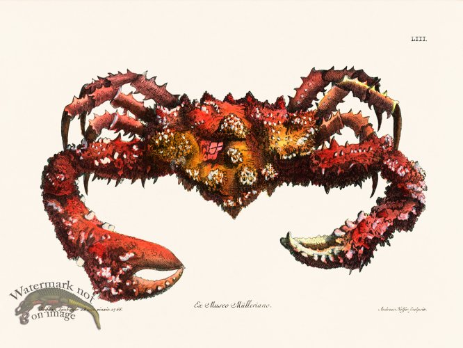 (image for) Knorr Sealife 53