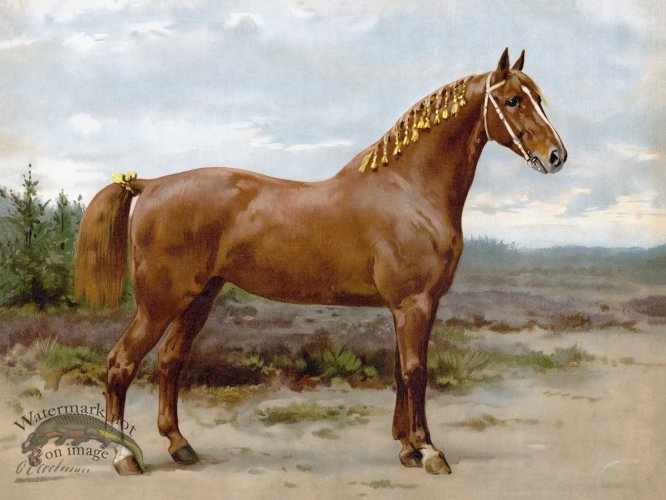Gelderspaard by Eerelman