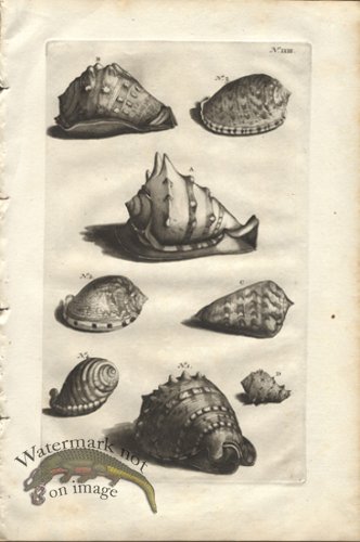 (image for) Rumphius 23