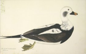 254 Swedish Birds . Anas Hyemalis, Long-tailed Duck, Female