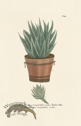 (image for) Weinmann PL 054