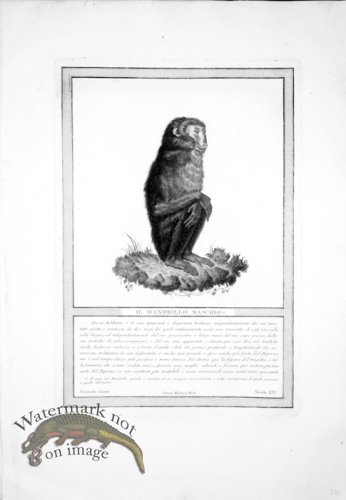 (image for) The_Monkeys_18