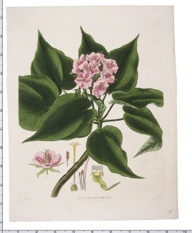 Curtis Botanical 093