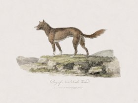 57 New Holland Caffowary