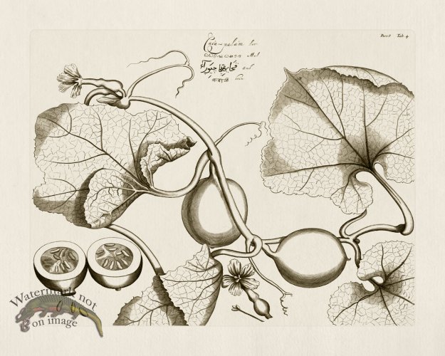 (image for) HORTUS VOl 08 04