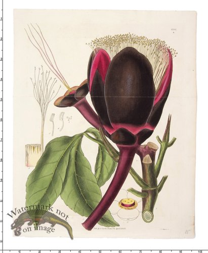 (image for) Curtis Botanical 007