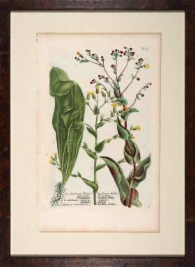 Weinmann Floated Burl 726 04