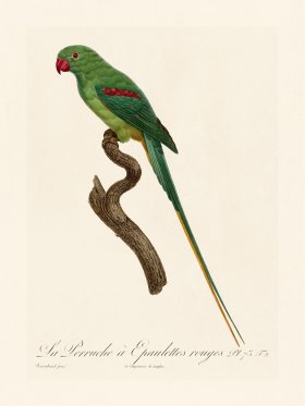 Barraband Parrot 073