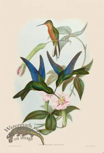(image for) Gould Hummingbird 178