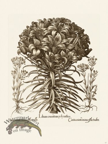 (image for) Besler 087 B1