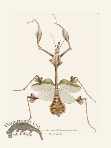 (image for) 233 Mantis Long-Breasted