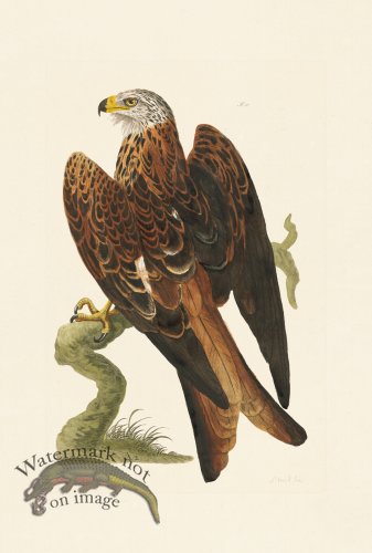 (image for) Pennant Zoology 116