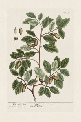 BEE 193 The Cork Tree