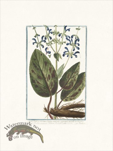 (image for) Bonelli 220 Clary-sage