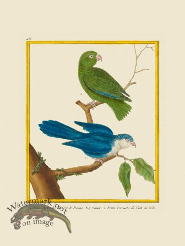 (image for) Martinet Bird 455