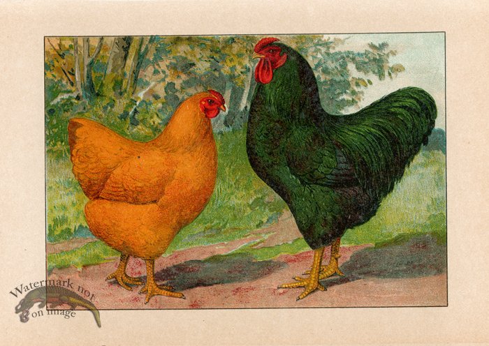 (image for) Chicken 46