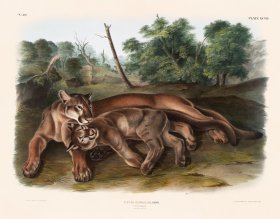 (image for) 097 The Cougar
