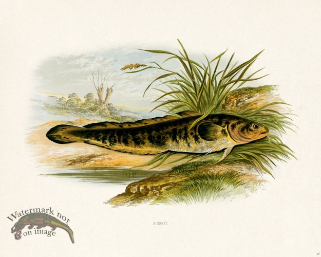 (image for) British FW 37