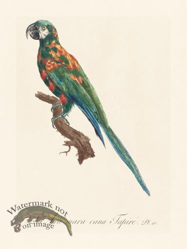 (image for) Barraband Parrot 010