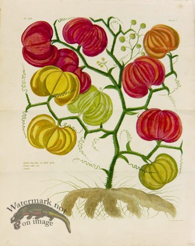 (image for) Buchoz Bot 67