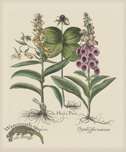 (image for) Besler 150 Colored B2