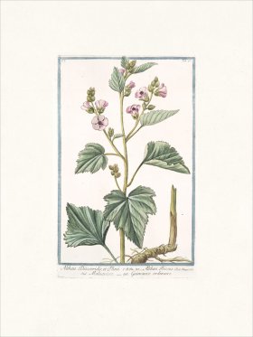 Bonelli 046 Marsh mallow