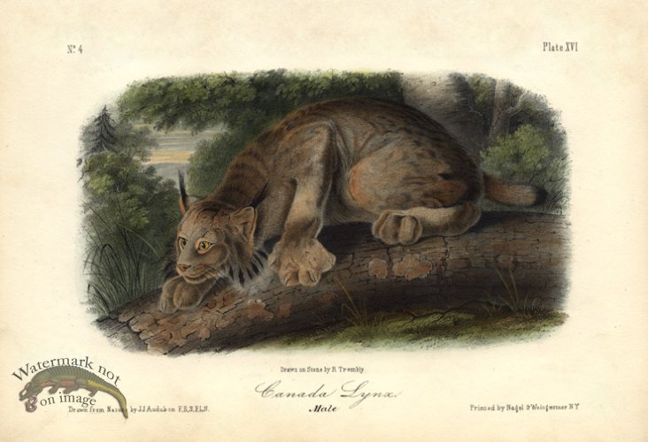 (image for) Canada Lynx