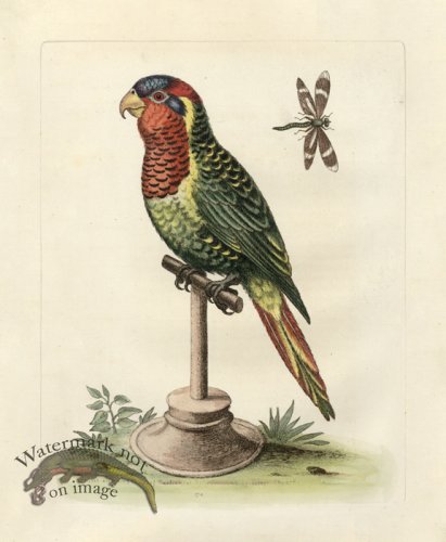 (image for) Edwards Parrot 16.jpg
