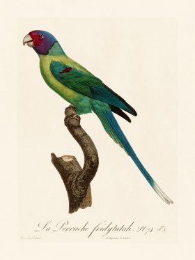 Barraband Parrot 074