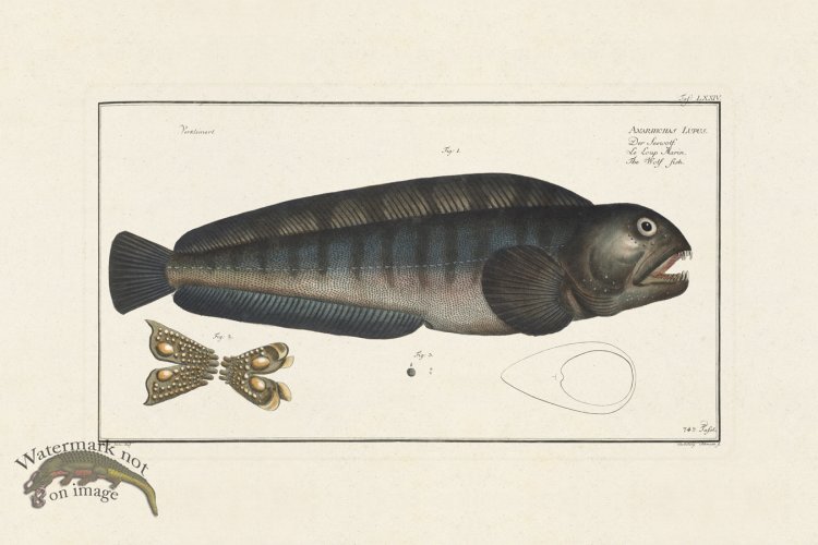 (image for) BLOCH FISH 074