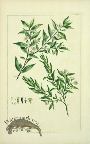 (image for) Philip Miller 083