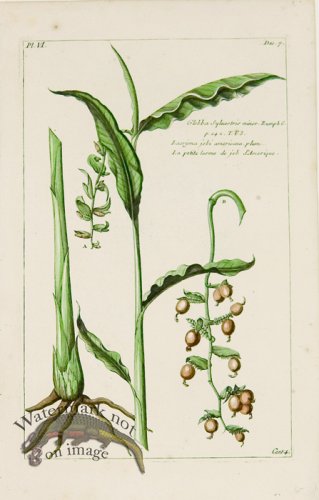 (image for) Buchoz Bot 28