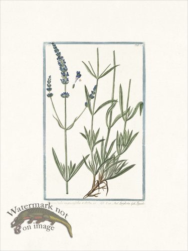 (image for) Bonelli 272 English Lavander